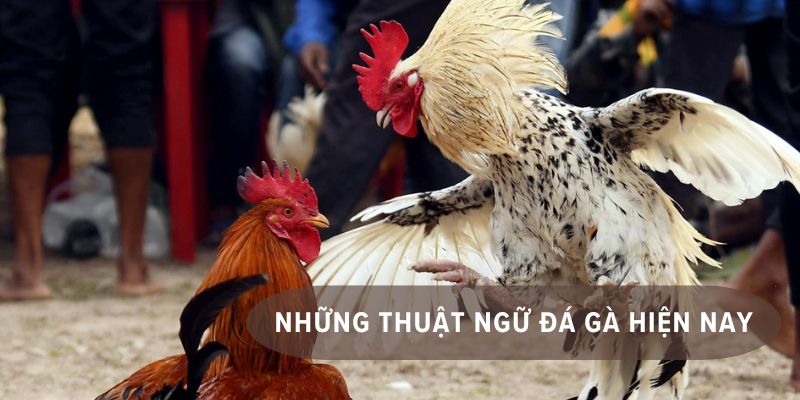 Nắm được thuật ngữ đá gà giúp tăng tỷ lệ thắng lớn
